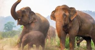 قطيع من الأفيال البرية يقتل امرأة داخل منزلها بجزيرة سومطرة الإندونيسية