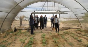محافظ الوادى الجديد يتفقد إحدى تجارب الزراعة على أراضى الكثبان الرملية