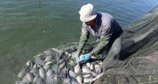 محافظ الوادي الجديد: بدء صيد الحوض الثاني من إنتاج المزرعة السمكية بالفرافرة
